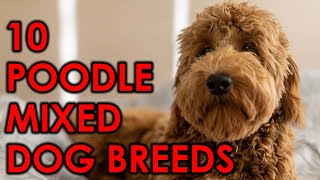 10 Poodle Mix Breeds That Will Make Your Heart Sing [upl. by Micky]