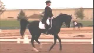 FEI Dressage Arabian [upl. by Aihsas]