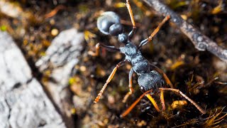 Jasmine the Jack Jumper Myrmecia pilosula [upl. by Hannie]