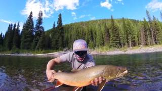 Fly Fishing Backcountry Bull Trout [upl. by Attaynik]