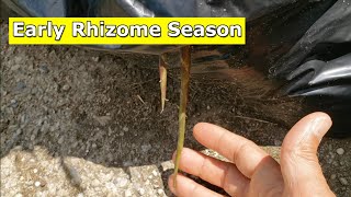 Rhizome Season Looks to be a Bit Early This Year [upl. by Deuno]