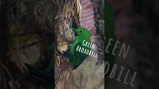 Green Broadbill nesting in the dark forest birdphotography EOSR8 rf800f11 broadbill [upl. by Everard145]