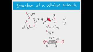 AS Biology  The structure of cellulose [upl. by Claudy541]