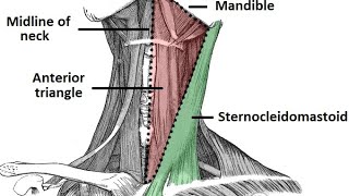 TRIANGLES OF NECKANATOMYHEAD AND neck INTRODUCTION AND SUBDIVISION PART 1  IN TAMIL [upl. by Caril]