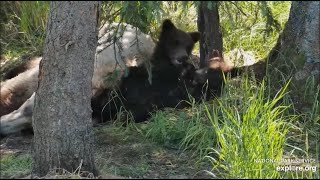 128 Grazer and Her Cubs Take a Nap  July 20 2024 exploreorg [upl. by Spragens]