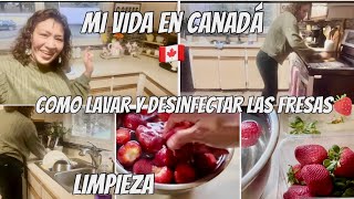 Mi vida en Canadá 🇨🇦Como lavar y desinfectas las fresas 🍓tipslimpieza rapida de mi cocina [upl. by Ciredec]