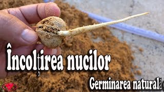 Cea mai bună metodă de încolțire a nucilor  Germinare naturală [upl. by Yreffeg]