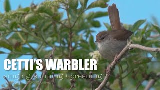 Cettis Warbler  Cettia cetti  song sunning preening [upl. by Sorensen]