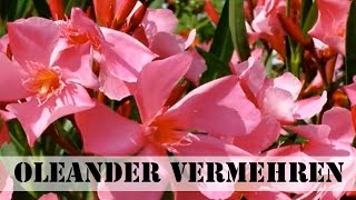 Oleander vermehren – Stecklinge ziehen [upl. by Taggart]