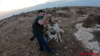 KKTC 20242025 Büyük Av Sezonu 2Hafta Tavşan AvıCyprus Hare Hunting [upl. by Hsara]