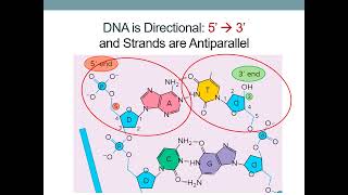 Microbial Genetics [upl. by Eirrot]