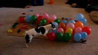 Dog vs Balloons [upl. by Ertnom21]