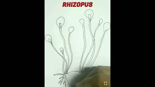 How to draw Rhizopus easily [upl. by Airyt173]