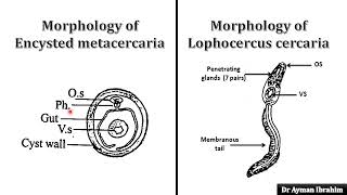 Para 3 Heterophyes DrAyman Ibrahim kasr 309 [upl. by Aicelef549]