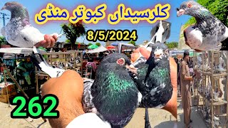 262  Part 2  Kabootar Mandi Kallar Syedan  852024 Latest Update High Flyer Pigeon Market Price [upl. by Teferi]