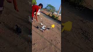 pigeon my channel subscribe new kabutar Pakda new kabutar Pakda [upl. by Cogswell903]