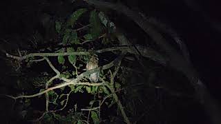 Collared Scops Owl call [upl. by Rudich]