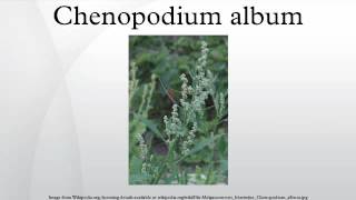 Chenopodium album [upl. by Anaed923]