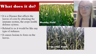 Bacterial Leaf Streak Presentation [upl. by Ailongam]