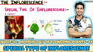 Morphology of Flowering Plants Lec 14 Special Type of Inflorescence Class 11 NEET Neetology [upl. by Leilah789]