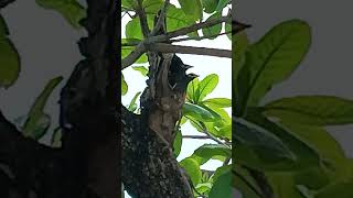 Nestlings In A Tree Hole adorable lovely birds myna happy beautiful enjoyment nature shorts [upl. by Aschim]