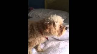 Maltipoo puppy dog barking [upl. by Lednic]