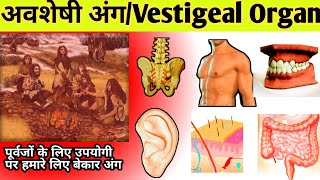 मानव शरीर के अवशेषी अंगअवशेषी अंग क्या हैvestigial organs in hindivestigial organs in human [upl. by Lusar]