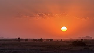 Travels Around Kenya and Safaris [upl. by Akerley]