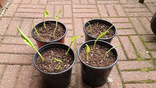 Growing ensete glaucum Banana from seed Snow banana part 2 [upl. by Vitoria]