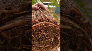 Areca palm plant propagation gardening plants arecapalm balconygardening [upl. by Latsirk]