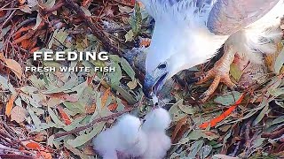 35🦅Sea Eagle Nest／SeaEagleCAM4 Live Stream [upl. by Rombert]