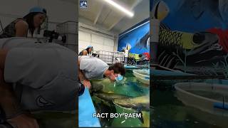 Giant catfish 🐡 Facts 😧 shorts catfish amazing [upl. by Jaynes243]