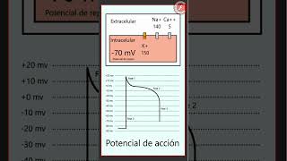 ECG 1  Potencial de acción [upl. by Erdnassak4]