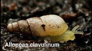 The life of Allopeas clavulinum [upl. by Meneau725]