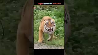 what to do if a tiger attacks  shorts facts [upl. by Ahser]