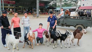 Use 3wheeled Vehicle To Buy Farmers Goat Herd Transport Goats Go To Market Sell  Free Bushcraft [upl. by Froemming]