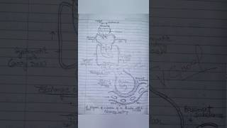 class 11 biology chapter 11 breathing and exchange of gases all handmade diagram🫀 [upl. by Nairot107]