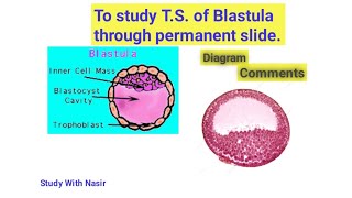 To study TS of Blastula through permanent slide  Class12 Practical  Biology Zoology Comments [upl. by Laius]