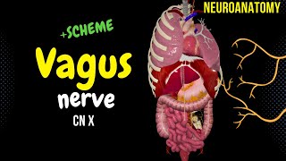 CN 10 Vagus Nerve EASY Schemes  Animation [upl. by Trebloc990]