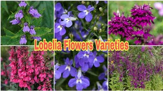 Lobelia Flower Varieties [upl. by Leziar]