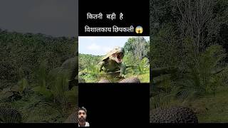 Animals planet seen 😎 shortsvideo viralvideo movies movieexplainedinhindi story animals [upl. by Odragde]