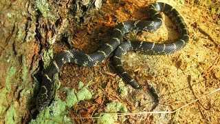 Eastern King snake in Georgia [upl. by Leonidas641]