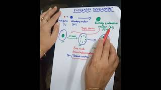 Endosperm development class12 Neet cbse tgt pgt dssb [upl. by Areemas]