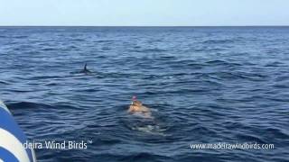 Swimming with Dolphins in Madeira Portugal [upl. by Fisch469]