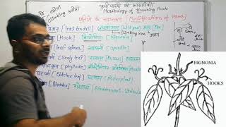 पत्तियों के रूपांतरण  Modifications of leaves  Morphology of flowering plants [upl. by Pearson]