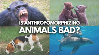 Is it Bad to Anthropomorphize Animals [upl. by Gypsy33]