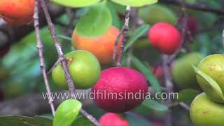 Kokum or Kokam medicinal plant an important ingredient in Indian curries Garcinia indica [upl. by Lemieux]