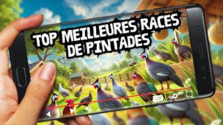 Top 10 des Meilleures Races de Pintades 🐦 pour Votre Élevage 🌾 [upl. by Elleinad799]