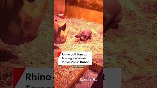 Adorable rhino calf born at Taronga Western Plains Zoo in Dubbo NSW [upl. by Aurita]