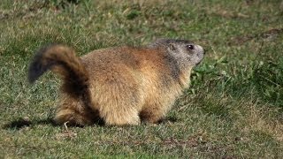 Les marmottes en dessous du lac de lEychauda [upl. by Ynnos]